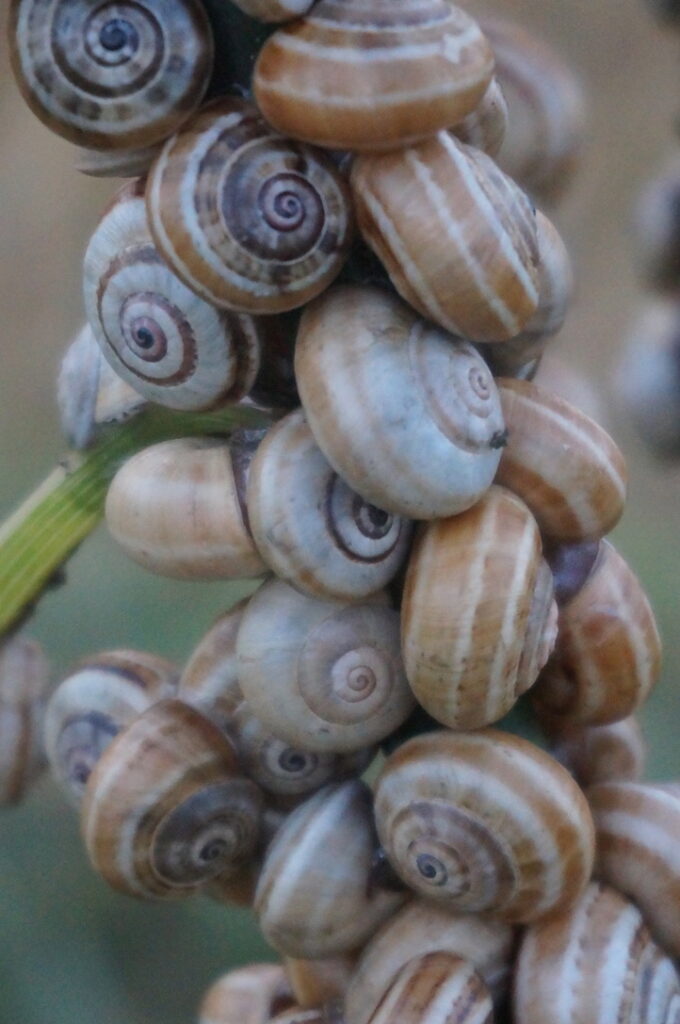 Snails in Mediterranean Landscape, Catalunya, Bcn, Barcelona, Snail shells