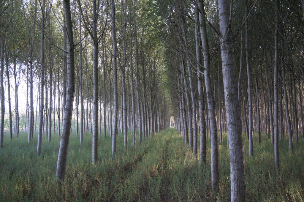 Mediterraneo Landscape, Mediterraneo Treescape, Trees, Beautiful Trees photo, Catalunya countryside, Bcn, Barcelona, Costa Brava