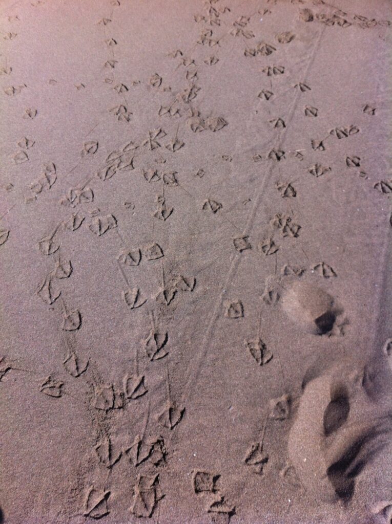 Seagulls prints on beach sand, Top Beach photos