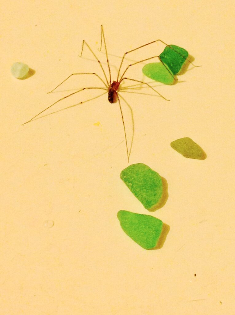 SPIDER PHOTOGRAPH, Green Glass, Best International abstract Art, Contemporary Art, Woman Artist, Color Field Painting, Beautiful Color, Spiritual Art, MoMa, MeT Museum