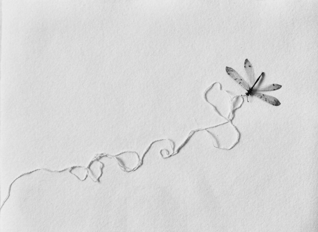 DRAGONFLY ART, DRAGONFLY, Andy Goldsworthy, Natural Art, Art from Nature, Nature Art Art on paper, Contemporary Art on paper